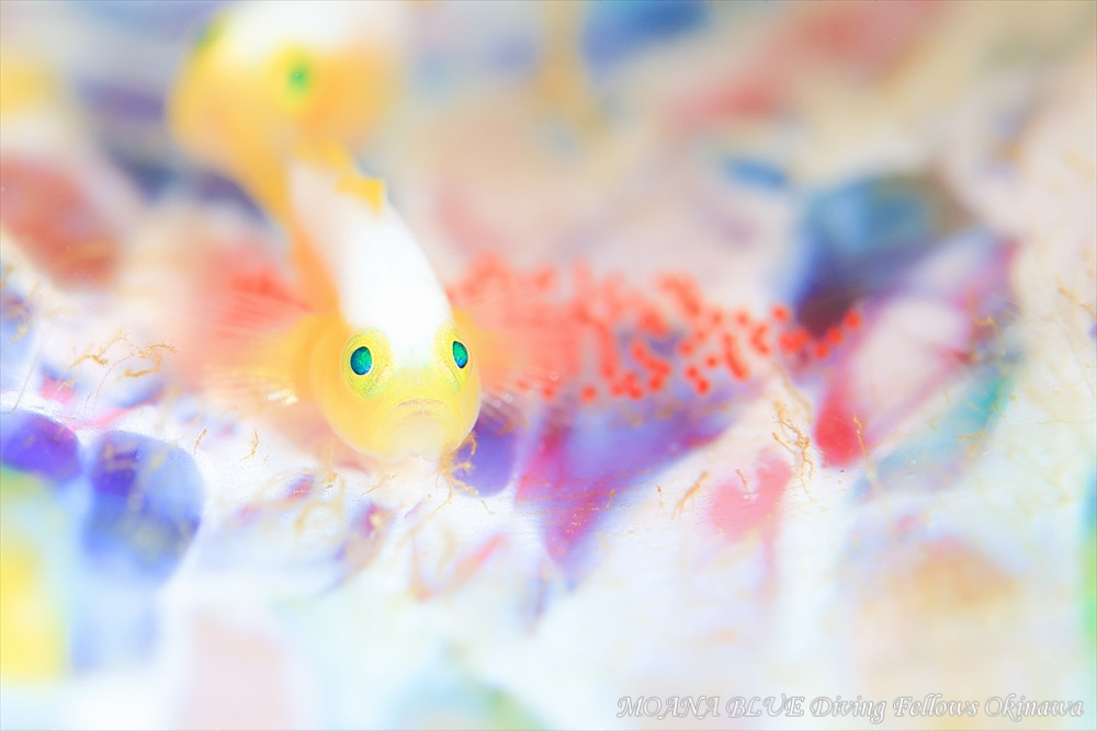 ナカモトイロワケハゼ