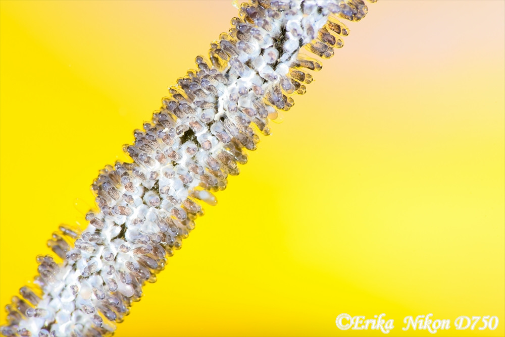 ヤマブキスズメダイ卵