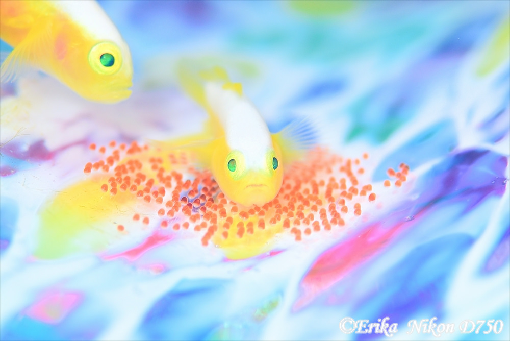 ナカモトイロワケハゼ