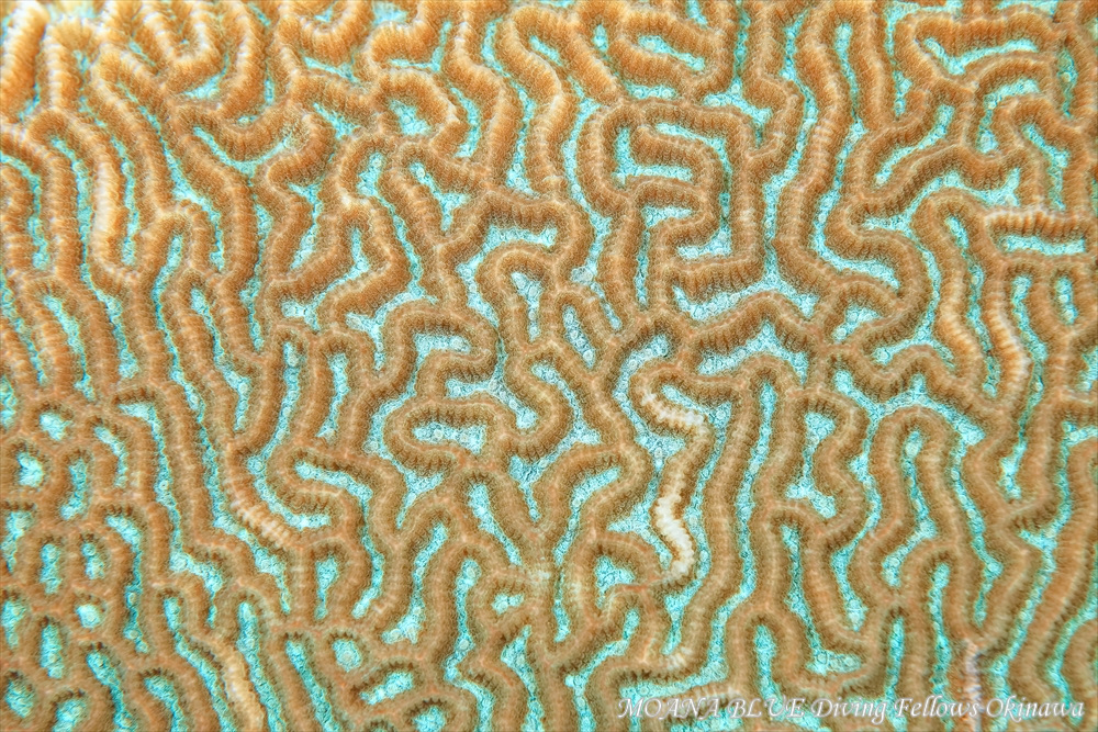 ヒラノウサンゴ