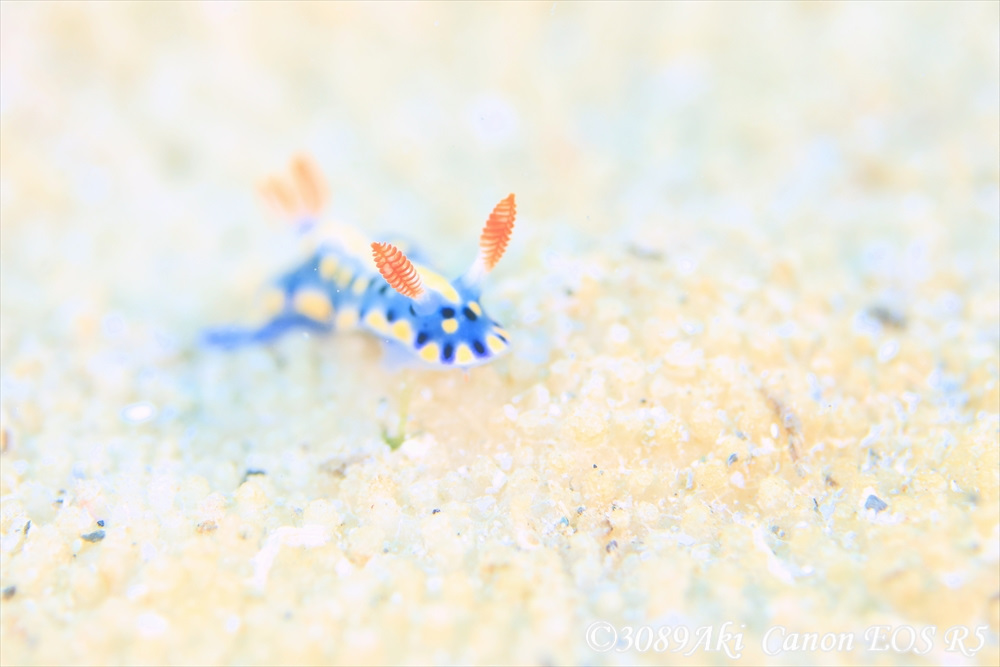 ホシゾラウミウシ