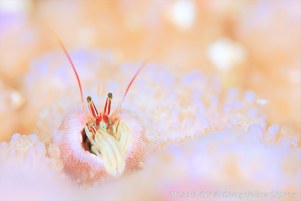 カンザシヤドカリ