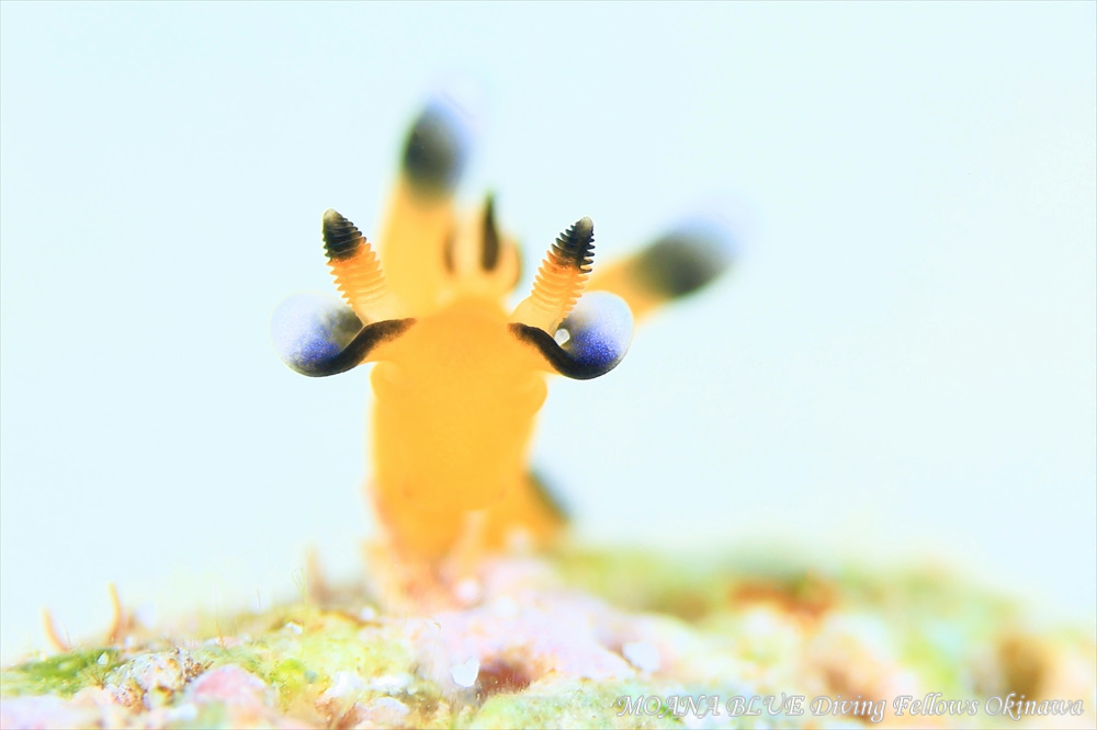 ウデフリツノザヤウミウシ