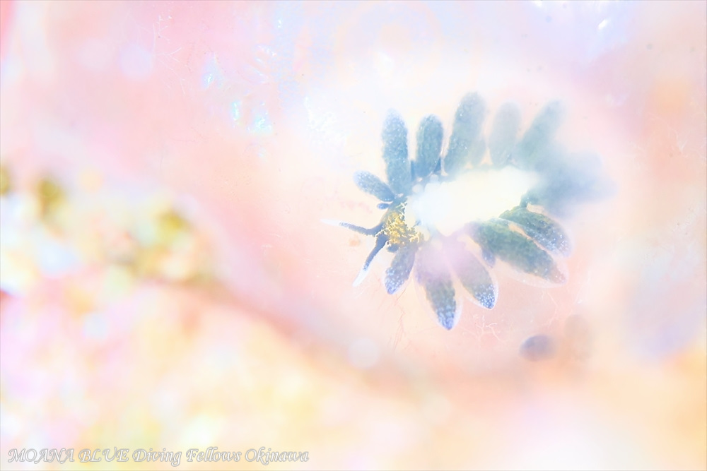 オサムモウミウシ
