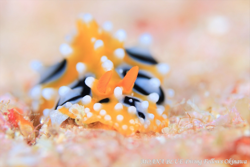 キイロイボウミウシ