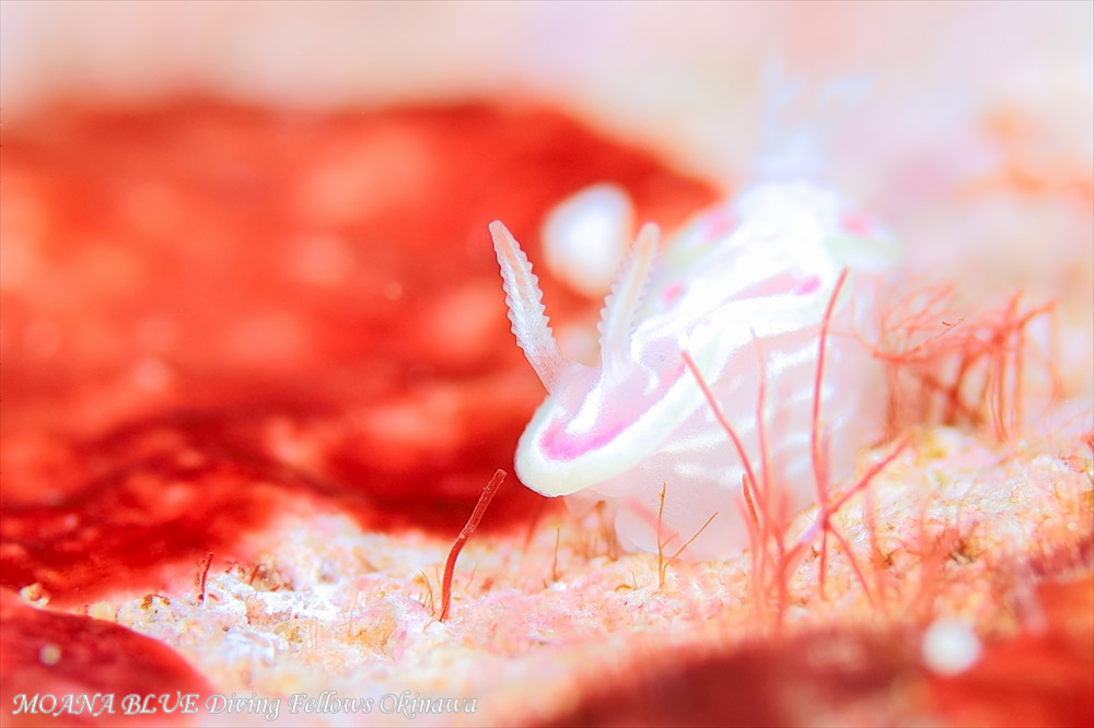 ウスフジイロウミウシ