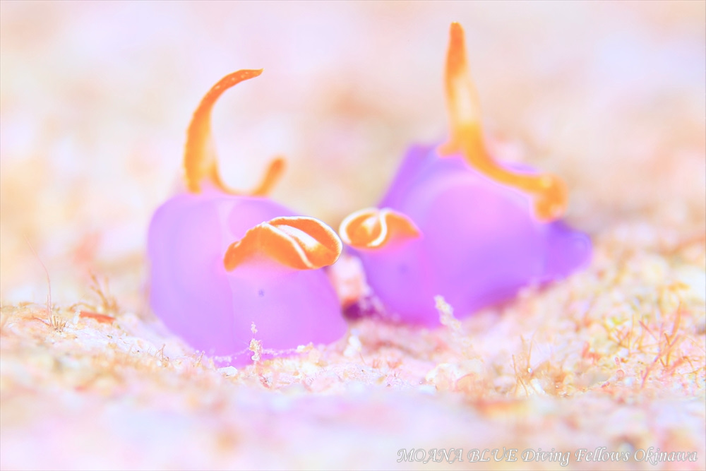 ムラサキウミコチョウ