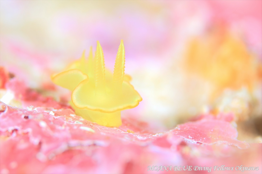 サフランイロウミウシ
