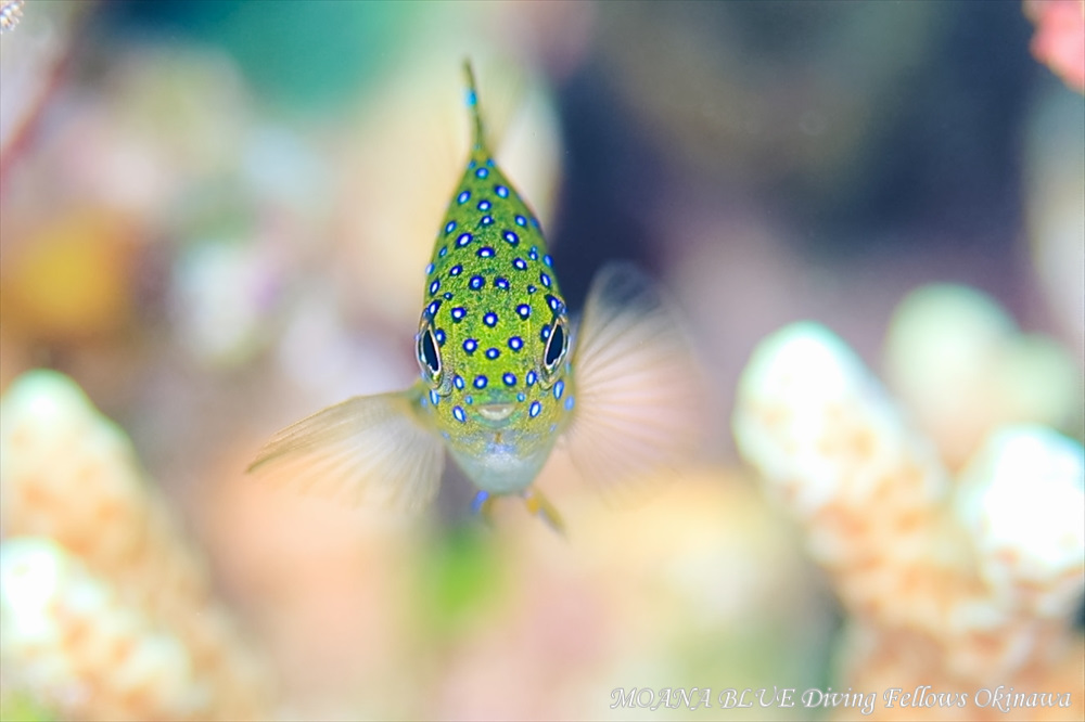 ルリホシスズメダイ幼魚