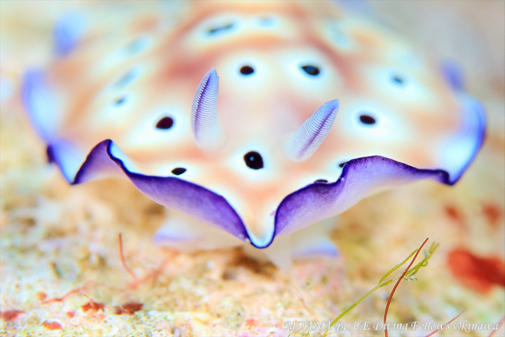 ヒョウモンウミウシ