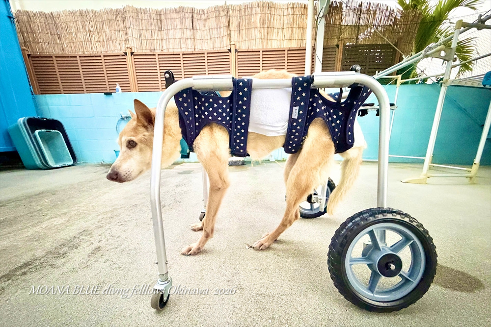 モアナブルー看板犬｜チャック