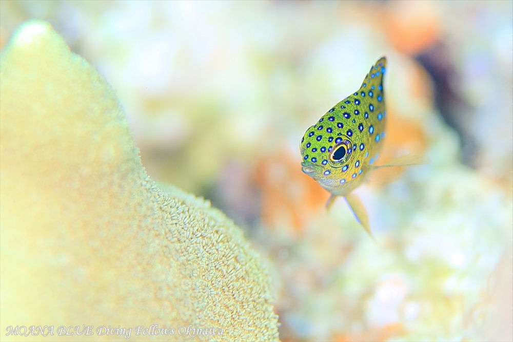 ルリホシスズメダイ幼魚