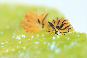 イリオモテモウミウシ