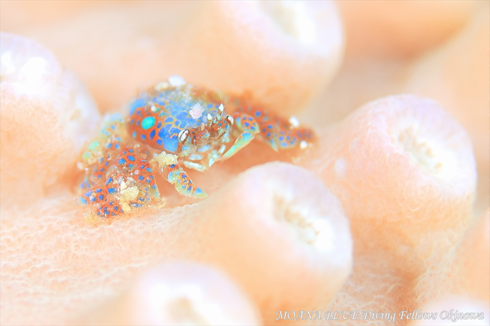 アシビロサンゴヤドリガニ