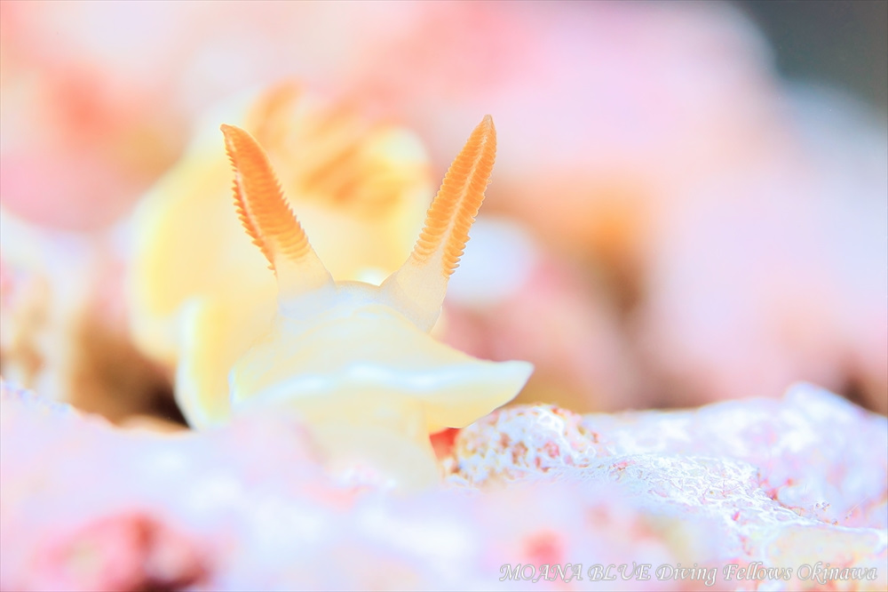 ヘリシロイロウミウシ