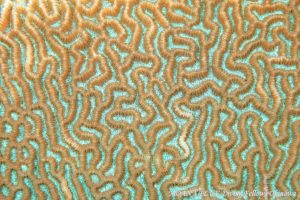 ヒラノウサンゴ