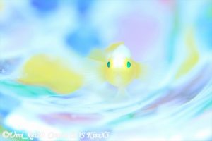 ナカモトイロワケハゼ