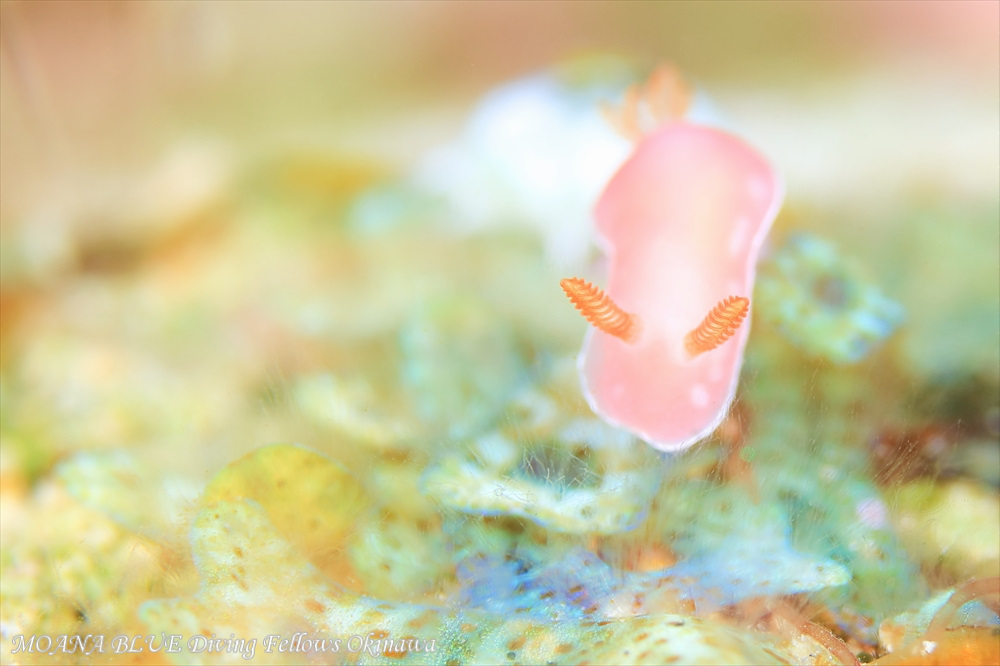 フジムスメウミウシ