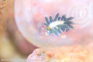 オサムモウミウシ
