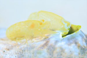 ペリクリメナエウス・ストォルチィ