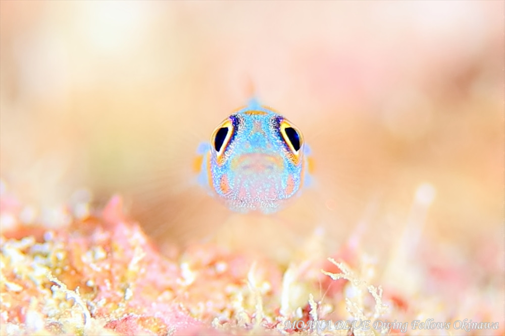 アオベニハゼ