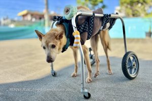 モアナブルー看板犬｜チャック
