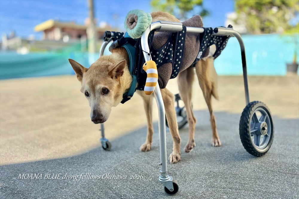 モアナブルー看板犬｜チャック